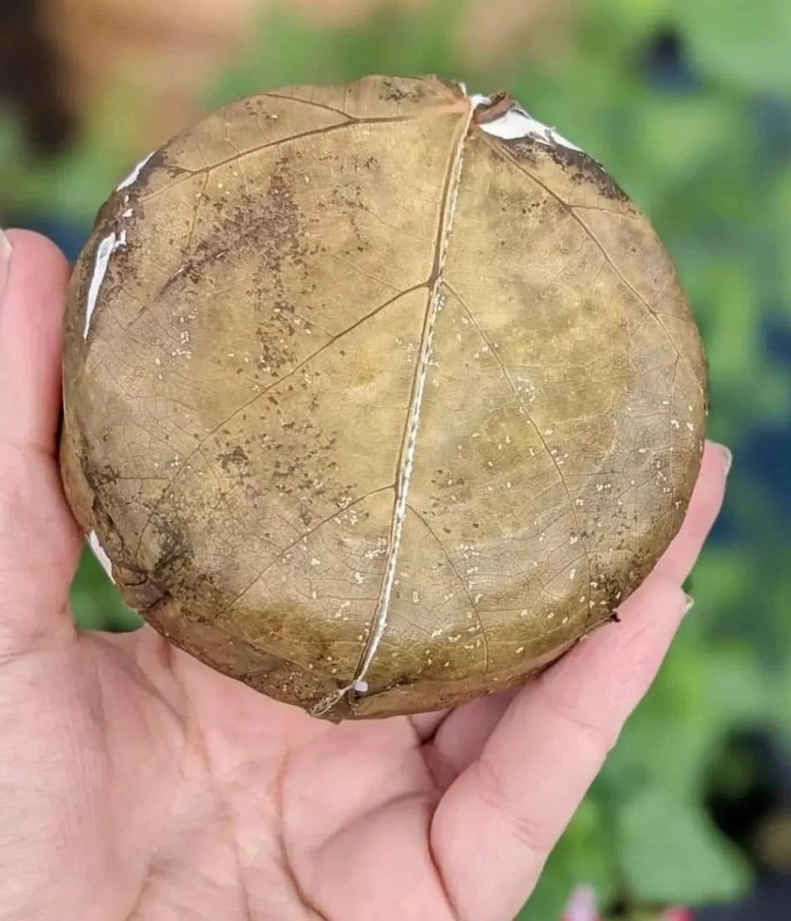 A small cheese wrapped in a leaf
